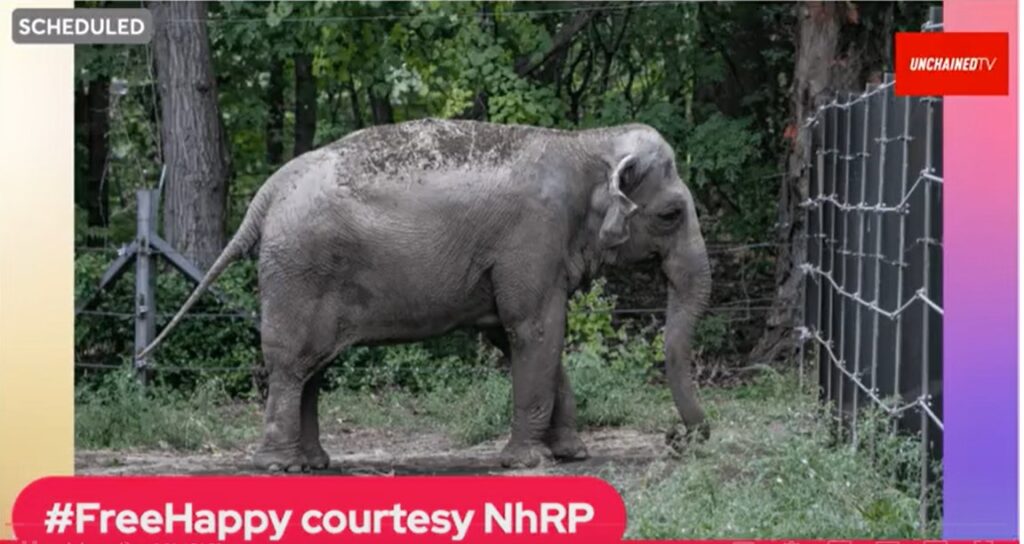 Happy the elephant 