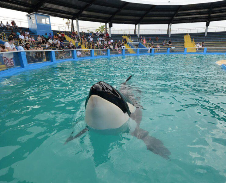 Tokitae Orca at Miami Seaquarium (c)PETA