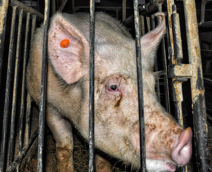 Pig at Porgreg farm in Canada