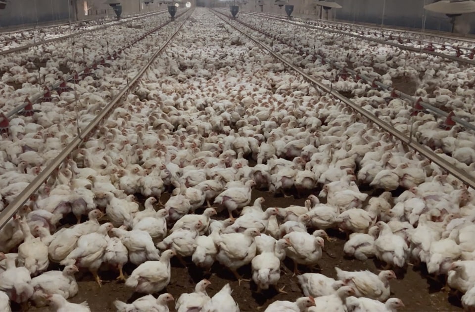 A chicken house on the farm with approximately 25000 birds (c) Animal Outlook