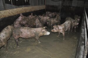 Activists sentenced for showing the world what they call "hell on earth for pigs."
