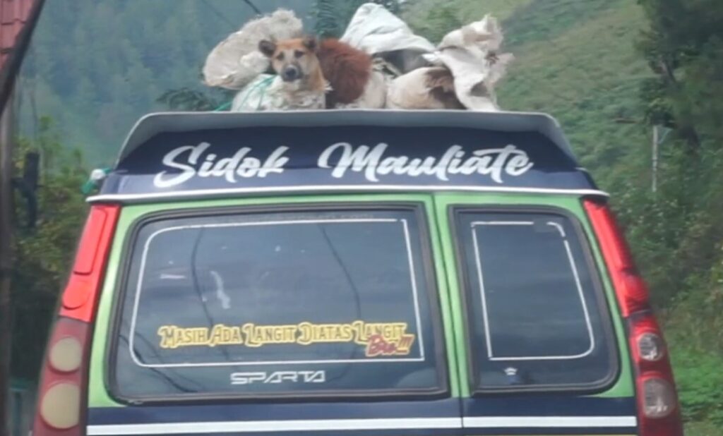 Dogs on a car being transported to a restaurant of the Dog Meat Trade (c)LFT