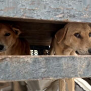 Dogs in a truck from Sumatra's Dog meat Trade (c)LFT