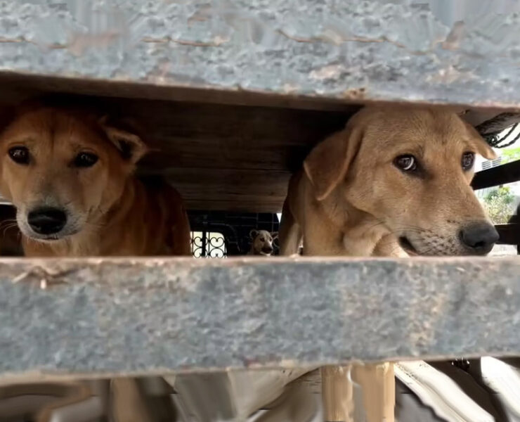 Dogs in a truck from Sumatra's Dog meat Trade (c)LFT