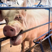 Cerdo en una granja de Nebraska (c) Departamento de Estado