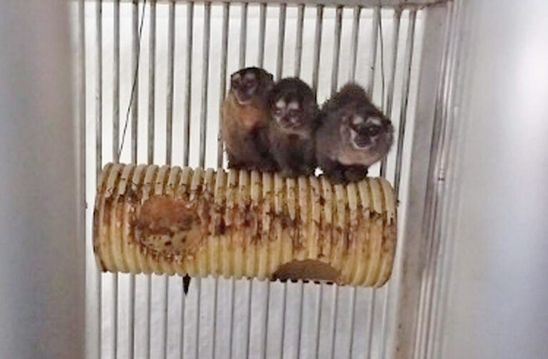 owl monkeys in vivisection lab in Cali, Colombia