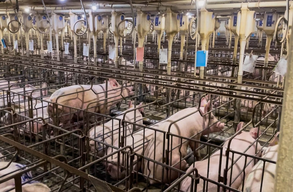 Nebraska pig farm showing gestation crates