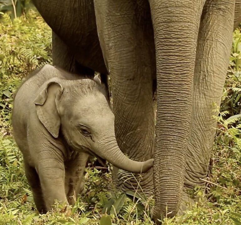 Here is a baby elephant with mom in the wild, where they belong. Courtesy Voice for Asian Elephants Society.