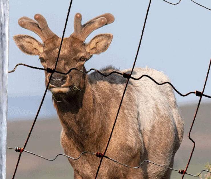 Tula Elk at Point Reyes