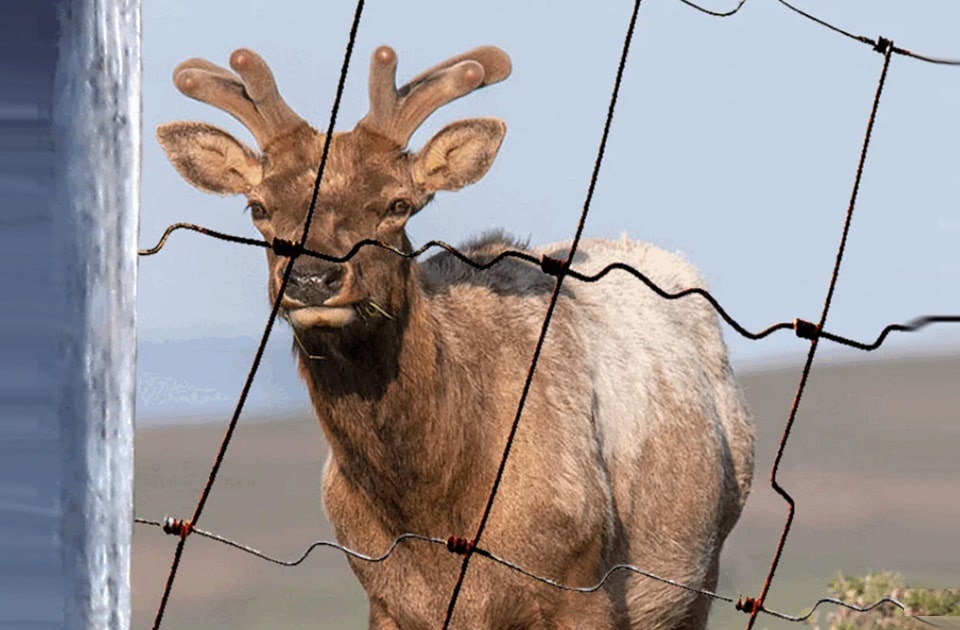 Tula Elk at Point Reyes