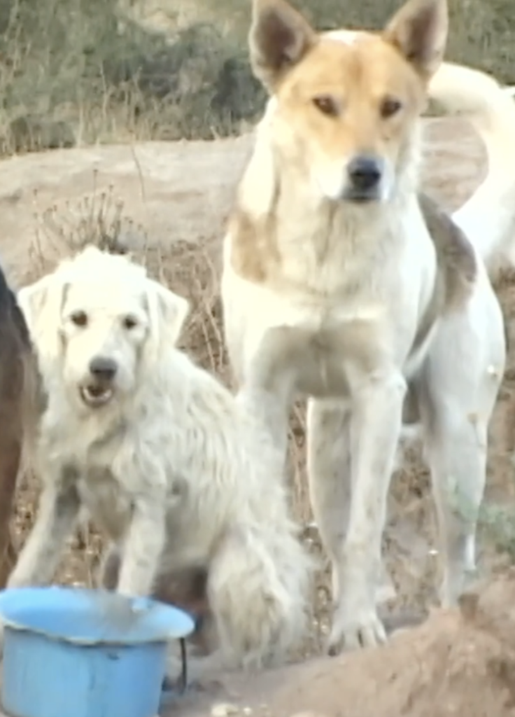Two dogs in Chile waiting for food, from Hero Dog movie, now streaming on UnchainedTV.