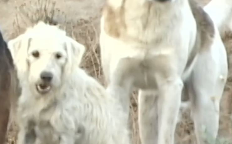 Two dogs in Chile waiting for food, from Hero Dog movie, now streaming on UnchainedTV.
