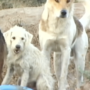 Two dogs in Chile waiting for food, from Hero Dog movie, now streaming on UnchainedTV.