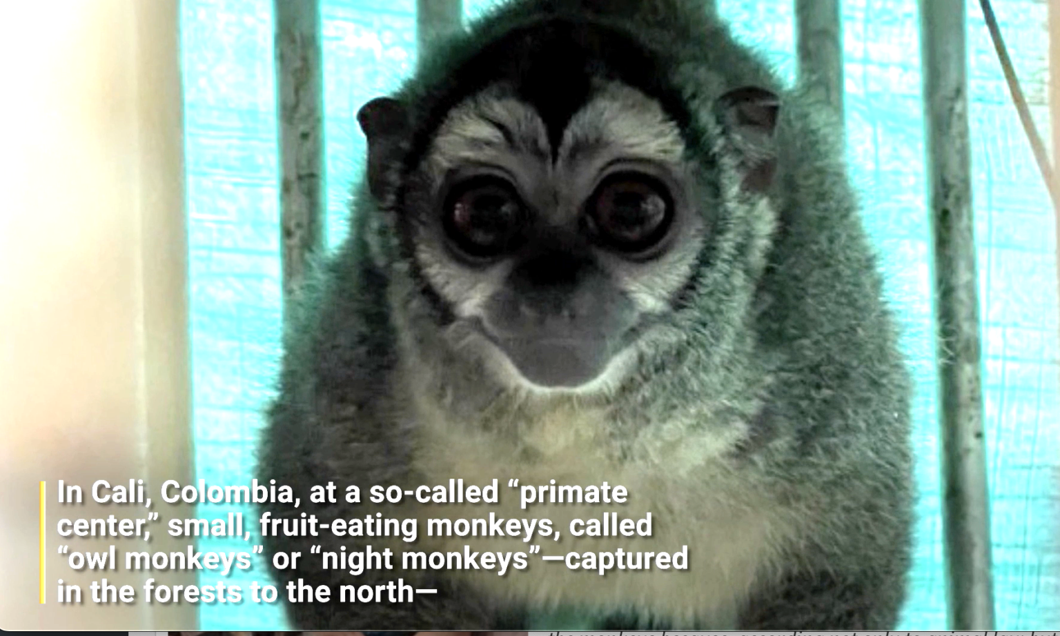 Exposé of Colombian Vivisection Lab Sparks Calls to Pass the New CARGO ...