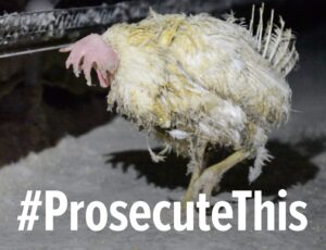 Print Out this photo and take a picture with it. Post on socials with #ProsecuteThis.