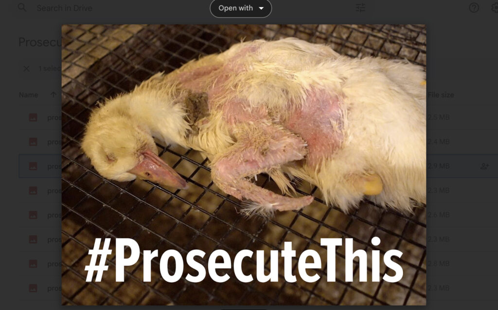 This duck obviously suffered a lot.