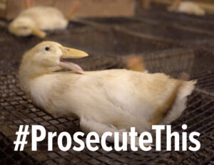 This is a key image from the #ProsecuteThis campaign.