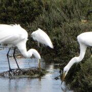 Egrets at LA's Ballona Wetlands.