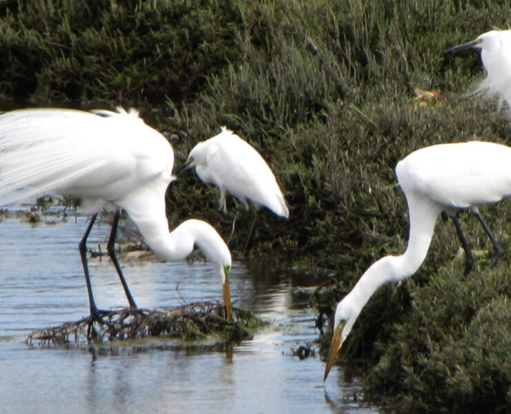 Egrets at LA's Ballona Wetlands.