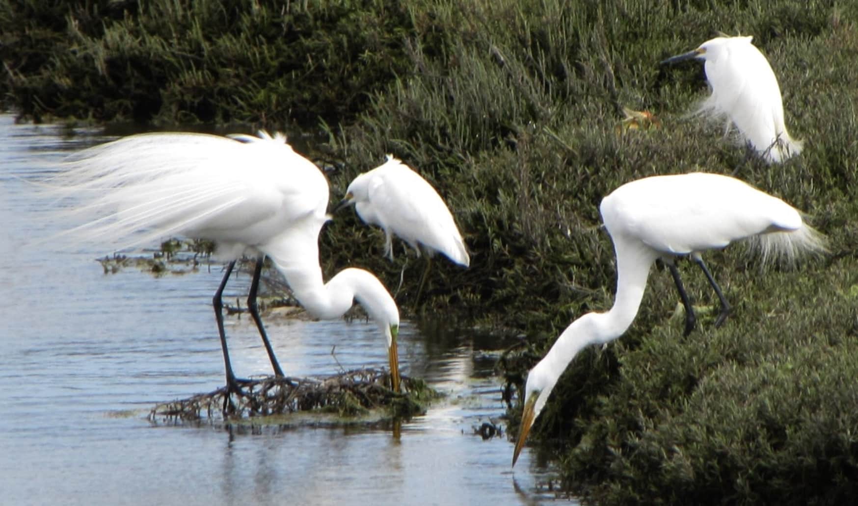 Egrets at LA's Ballona Wetlands.