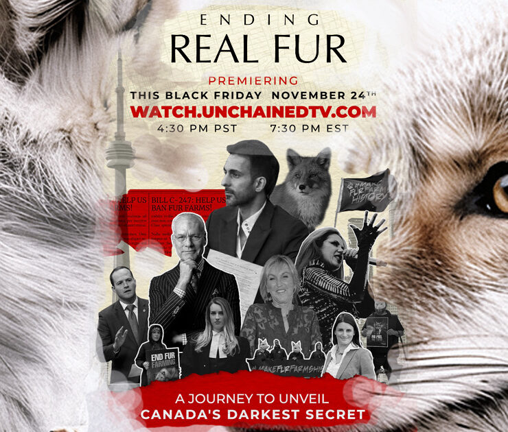 Ending Real Fur documentary premiere