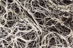 Mushroom root, mycelium, network underground.