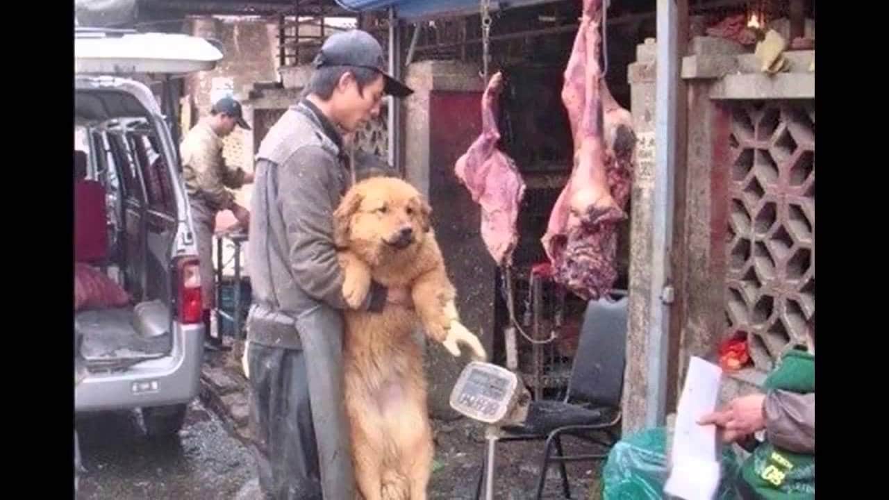Dog Meat Trade in Action, Courtesy Last Chance for Animals.