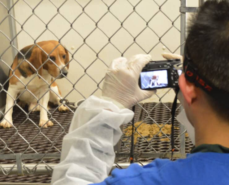 Beagle in Wisconsin breeding facility