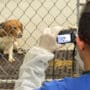 Beagle in Wisconsin breeding facility