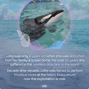 PETA's tribute to Lolita, the orca who died in 2023 after more than half a century in captivity.