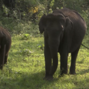 Gods in Shackles film