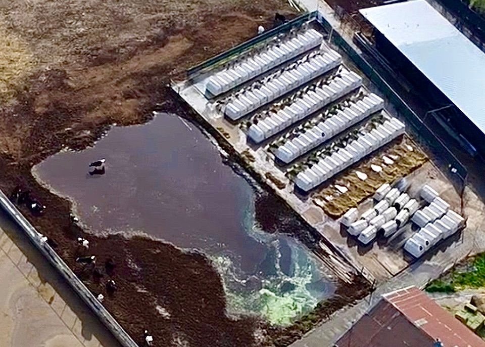 Aerial view of CAFO for cows