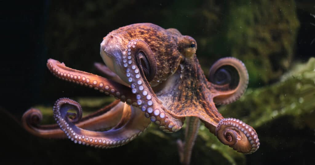 Common octopus (Octopus vulgaris)