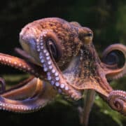 Common octopus (Octopus vulgaris)