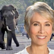 Sangita Iyer and Asian Elephant
