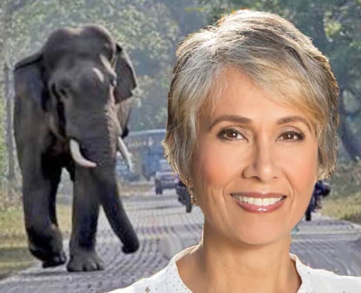 Sangita Iyer and Asian Elephant