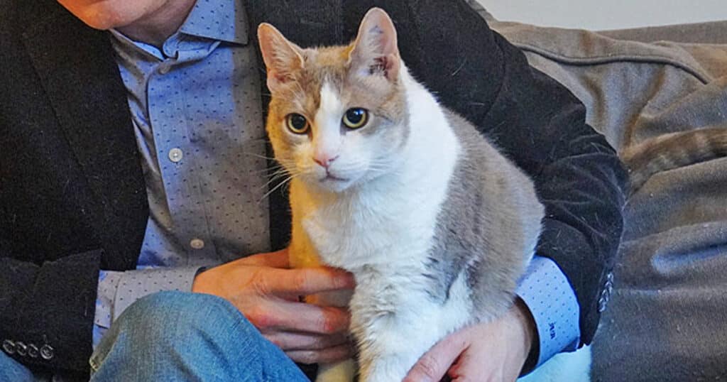 Delilah the lab cat