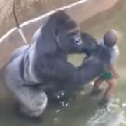 Harambe with boy