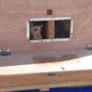 VIV-monkey-looking-out-crate-(c)PETA