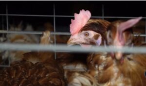 chicken farm shown in Dominion