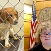 Hearing for the Wisconsin Beagles case