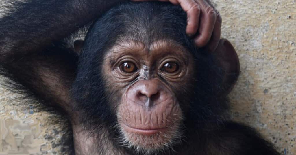 LCRP chimp