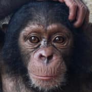 LCRP chimp