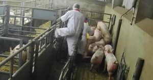 Animal Rising footage of pig slaughterhouse