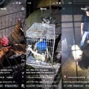 Billy McNamara's IG acct shows rescues in progress during inferno