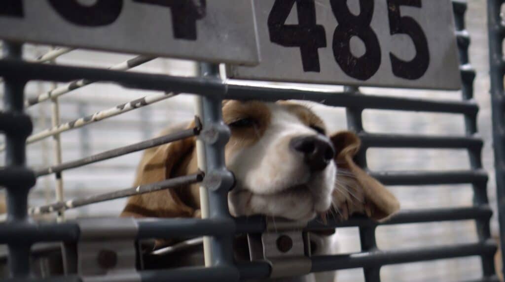 Beagle in Breeding Facility