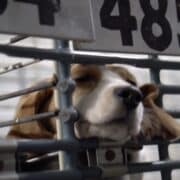 Beagle in Breeding Facility