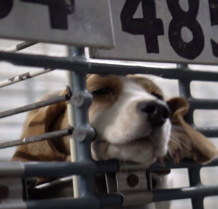 Beagle in Breeding Facility