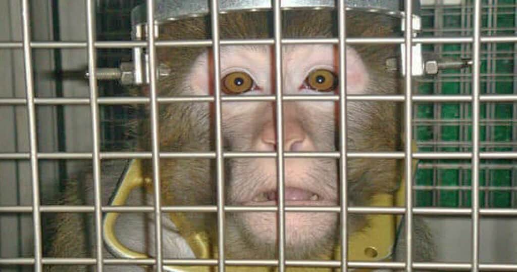 Monkey face behind bars in a lab