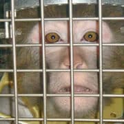 Monkey face behind bars in a lab